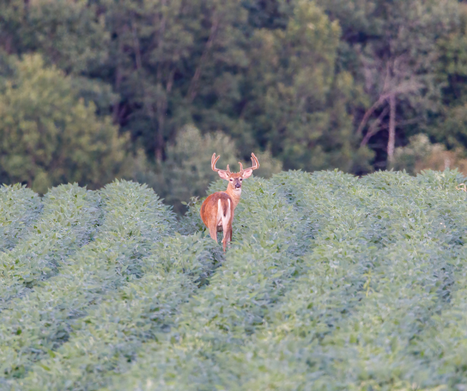 whitetail deer in field of crops 