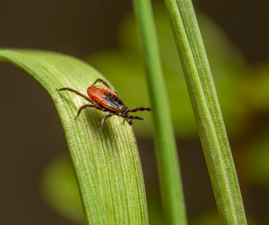 tick questing for a host 