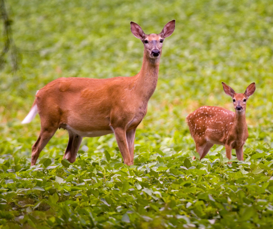 whitetail doe and fawn in field 