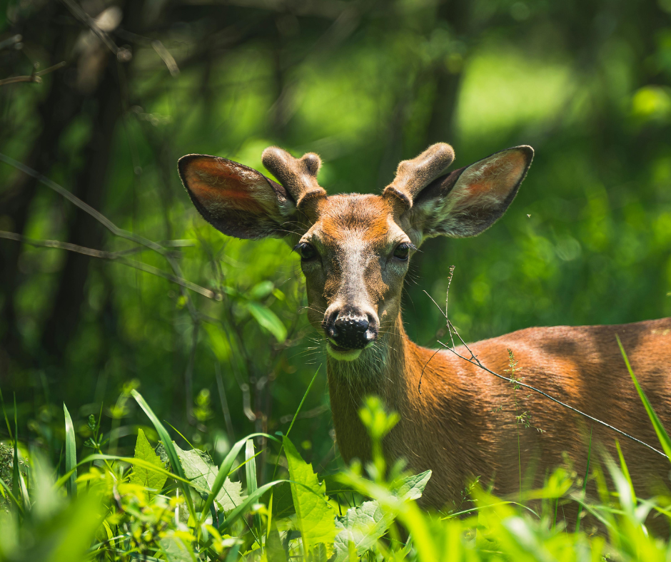 whitetail buck with growing antlers 