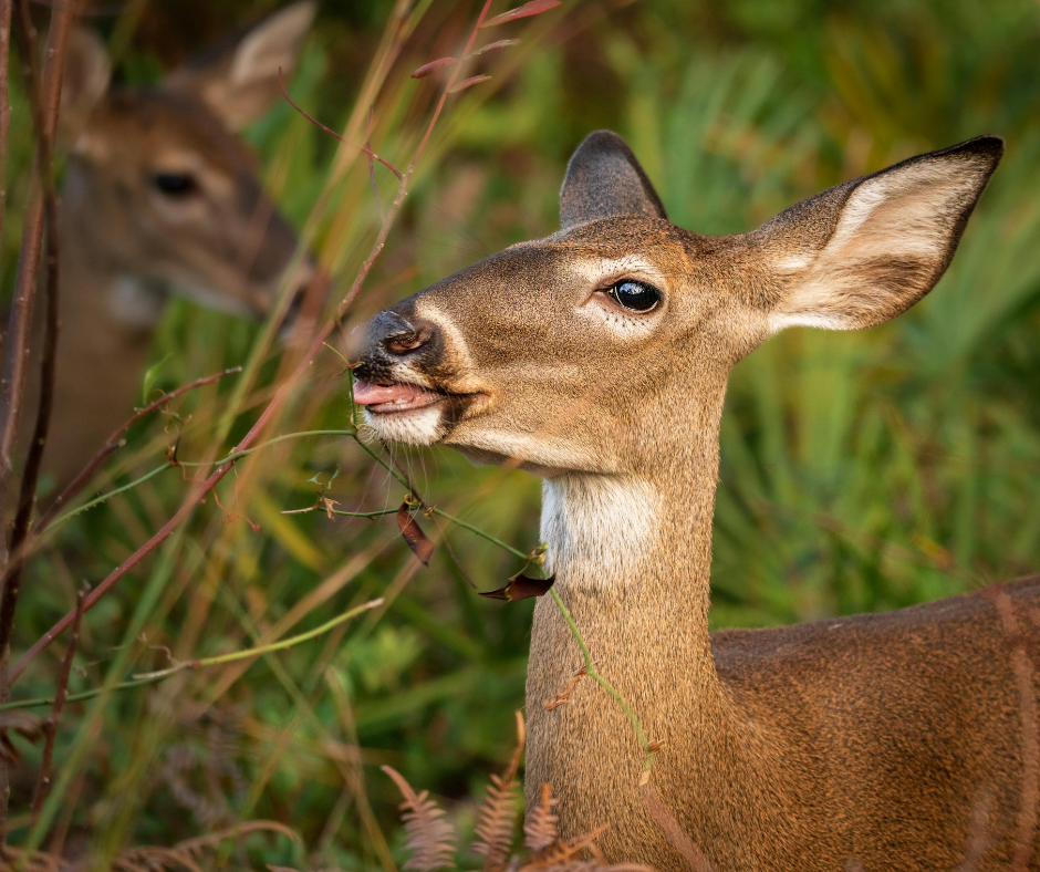 whitetail deer feeding in group 