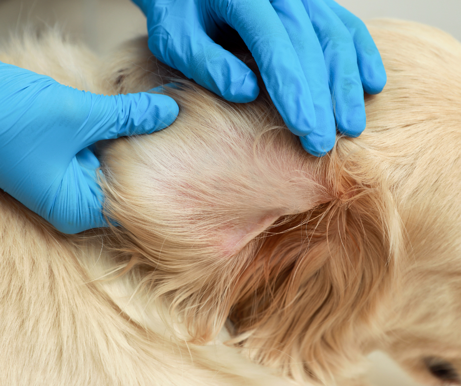 checking dogs ears for ticks 