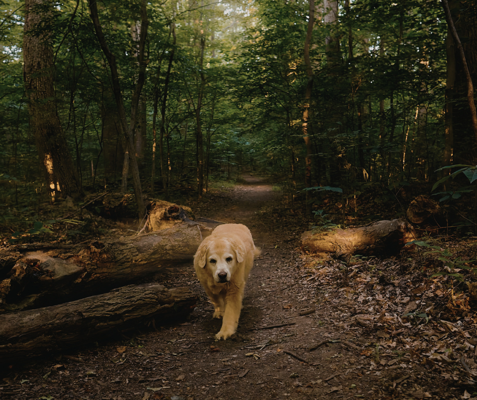 dog walking on trail 