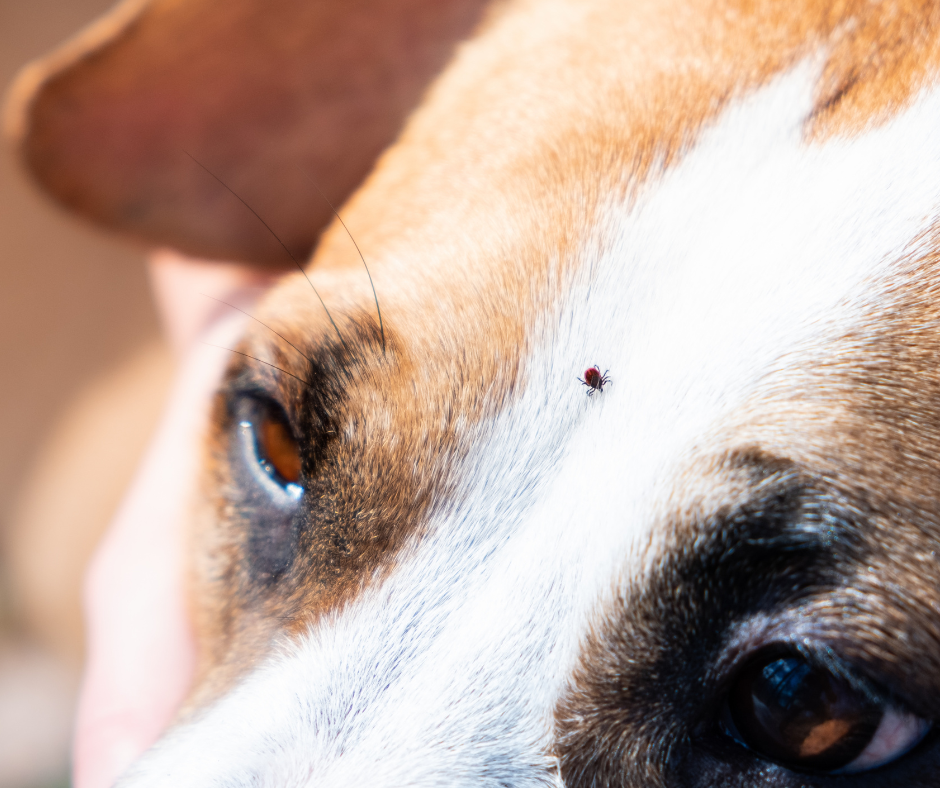 tick embedded on dogs head 