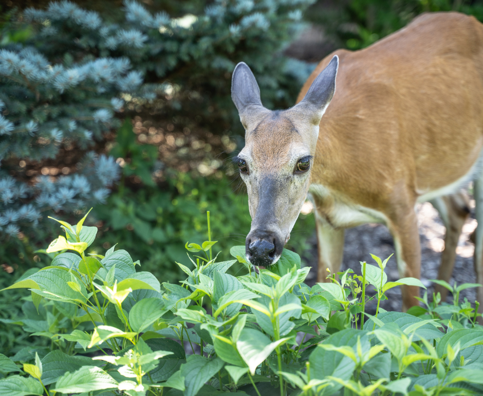 deer eating plant in yard 