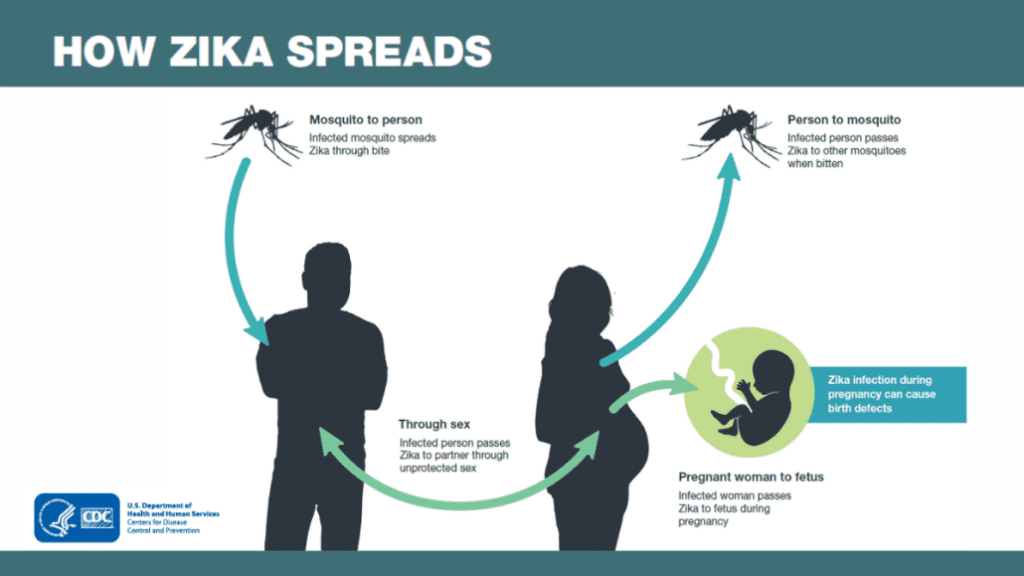 how zika spreads diagram from center for disease control 
