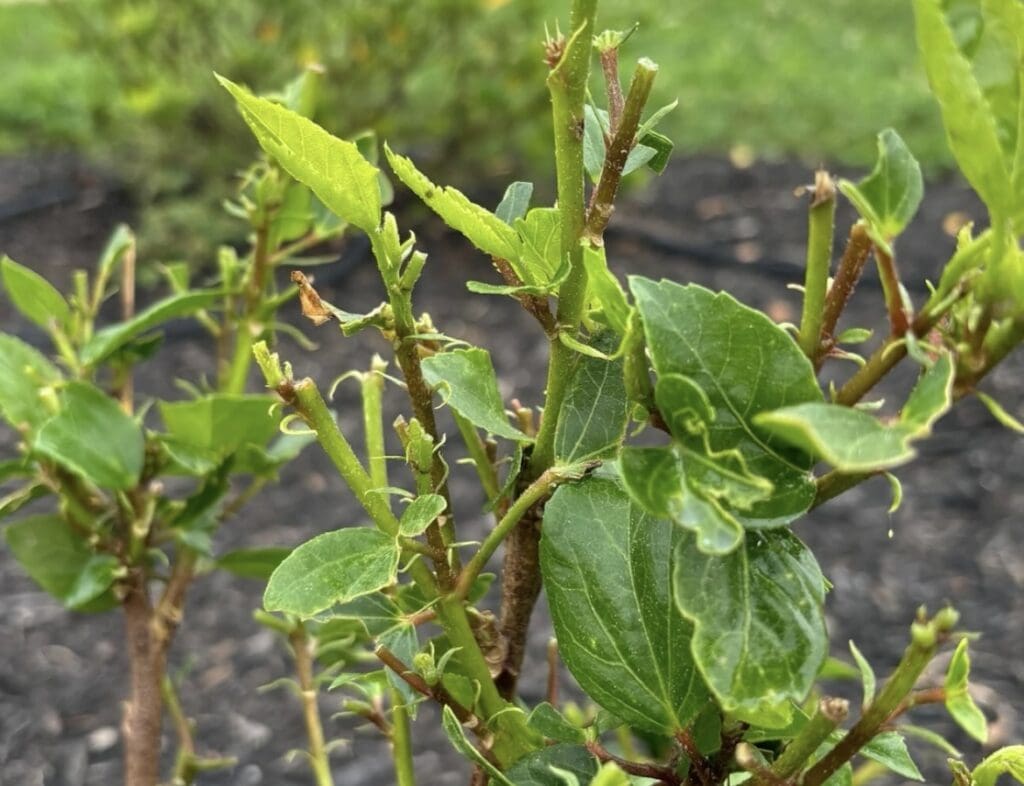 plant eaten by whitetail deer 