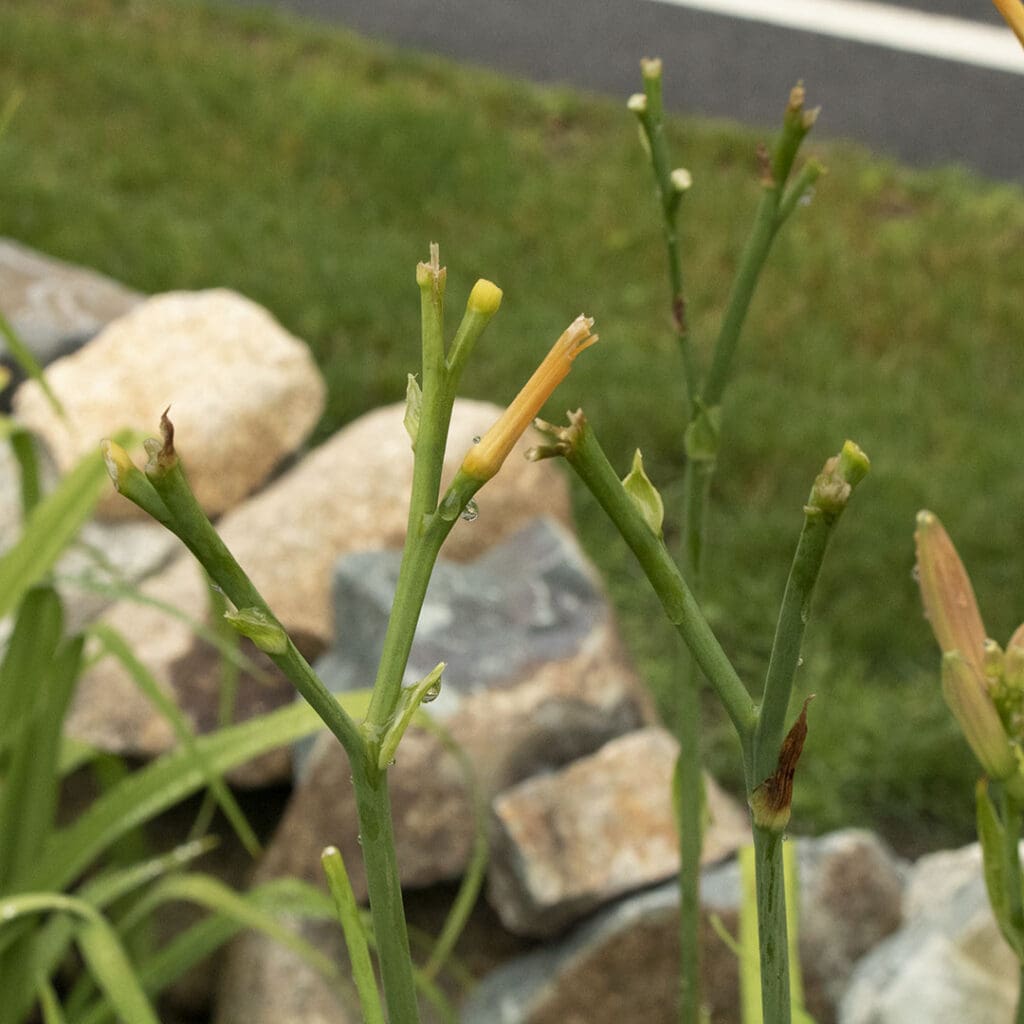 daylilies eaten by deer 