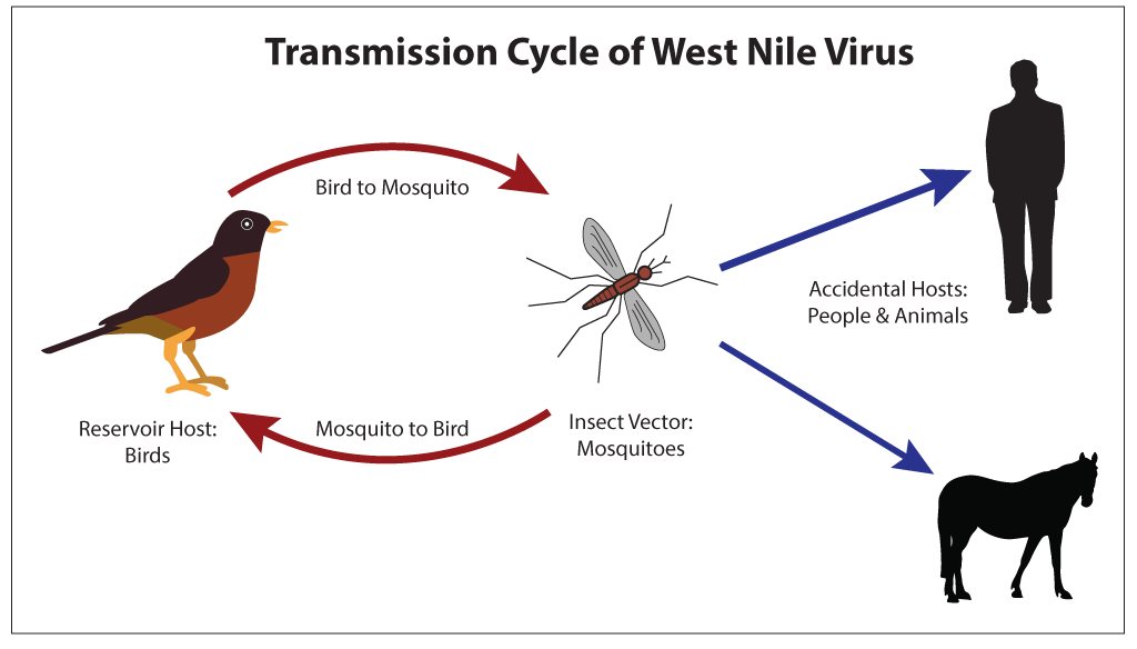 transmission cycle of west nile virus mosquito borne diseases cdc graphic 