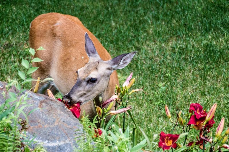 whitetail deer eating daylilies in yard 