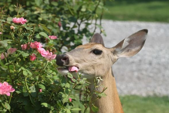 deer eating rose bush 