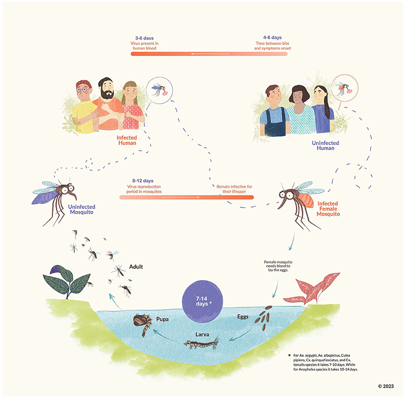 mosquito borne diseases how do mosquito borne diseases spread mosquito borne disease transmission graphic diagram 
