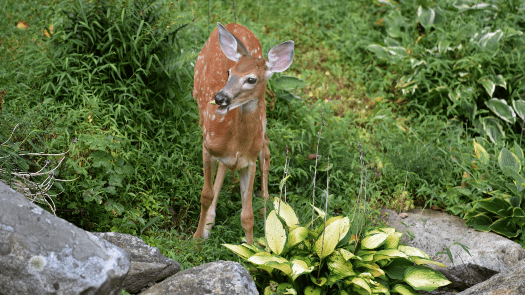 whitetail fawn eating hosta plant 