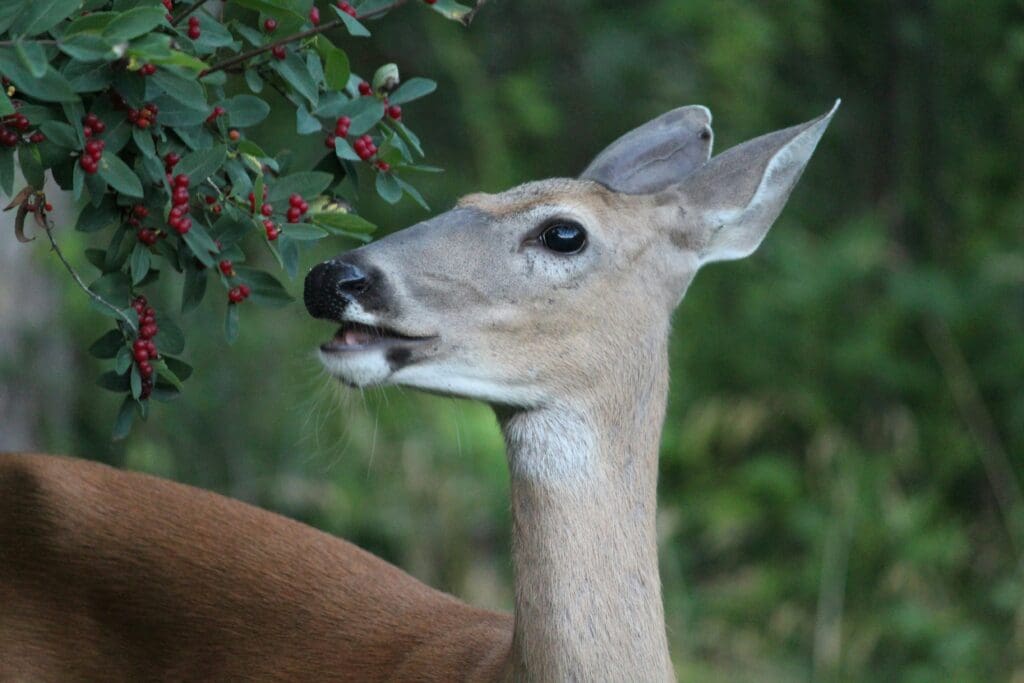 whitetail deer eating red berries 