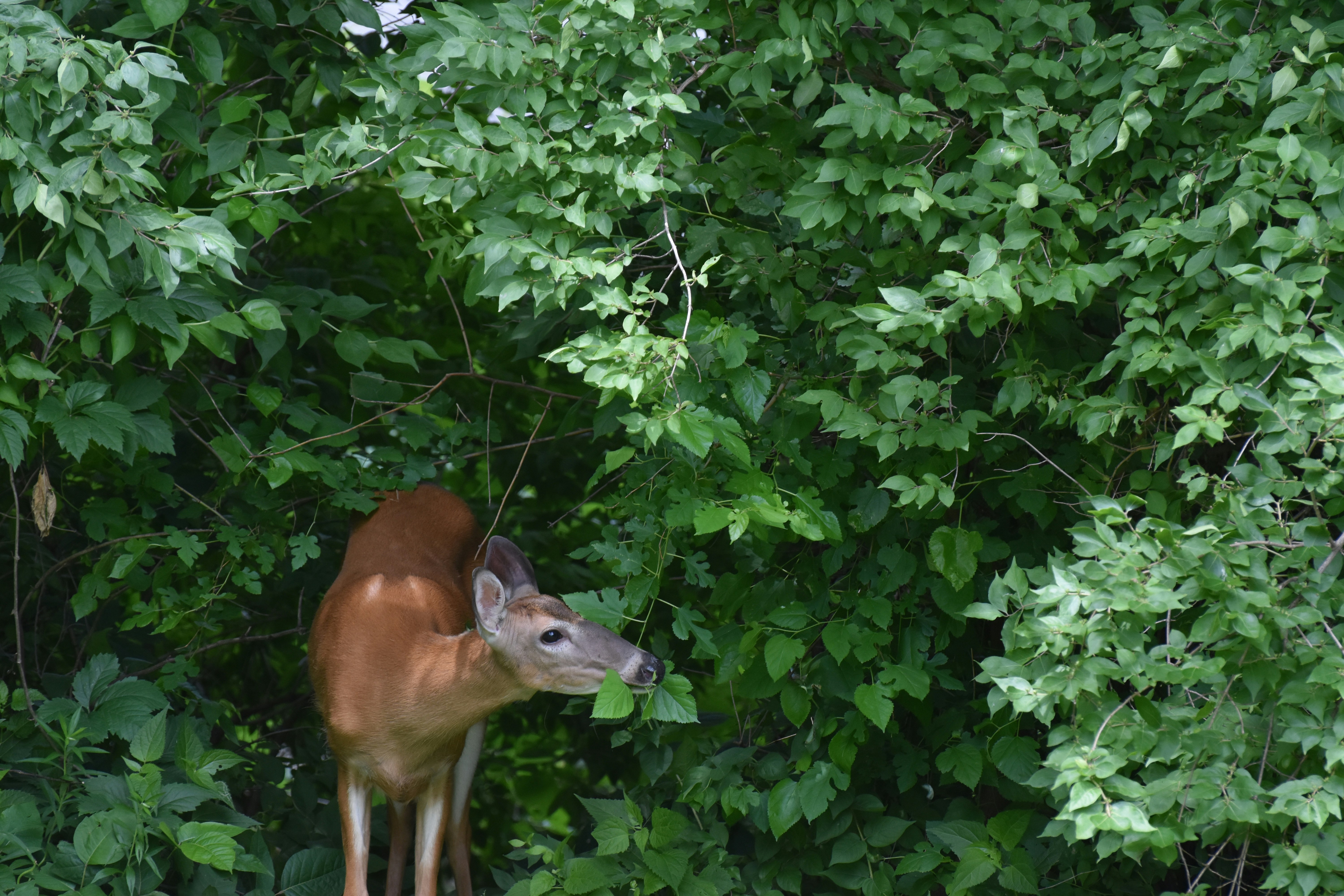 whitetail deer feeding on the edge of the woods 