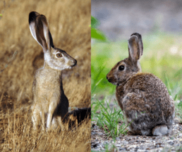 rabbits vs hares