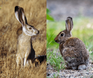 rabbits vs hares