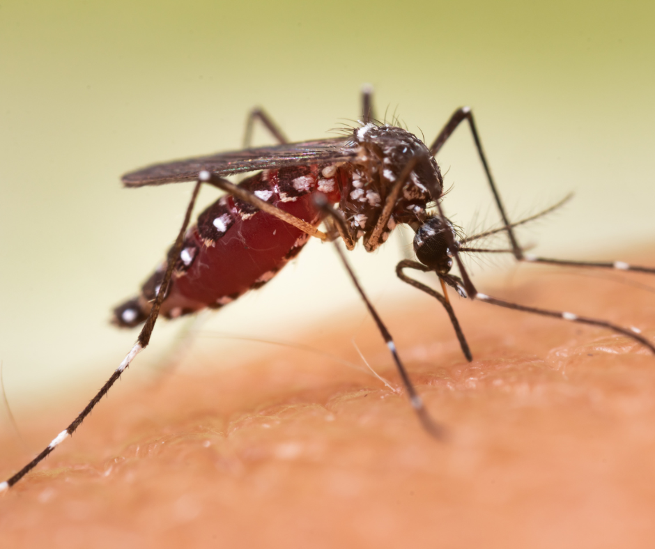 Aedes Mosquito
