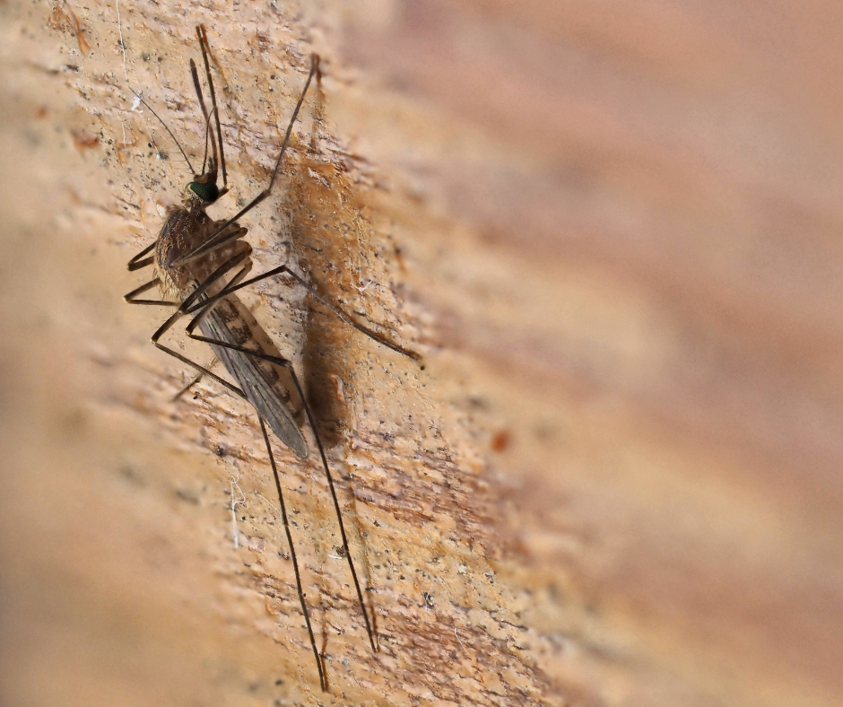 culex mosquito 