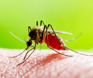 mosquito borne diseases