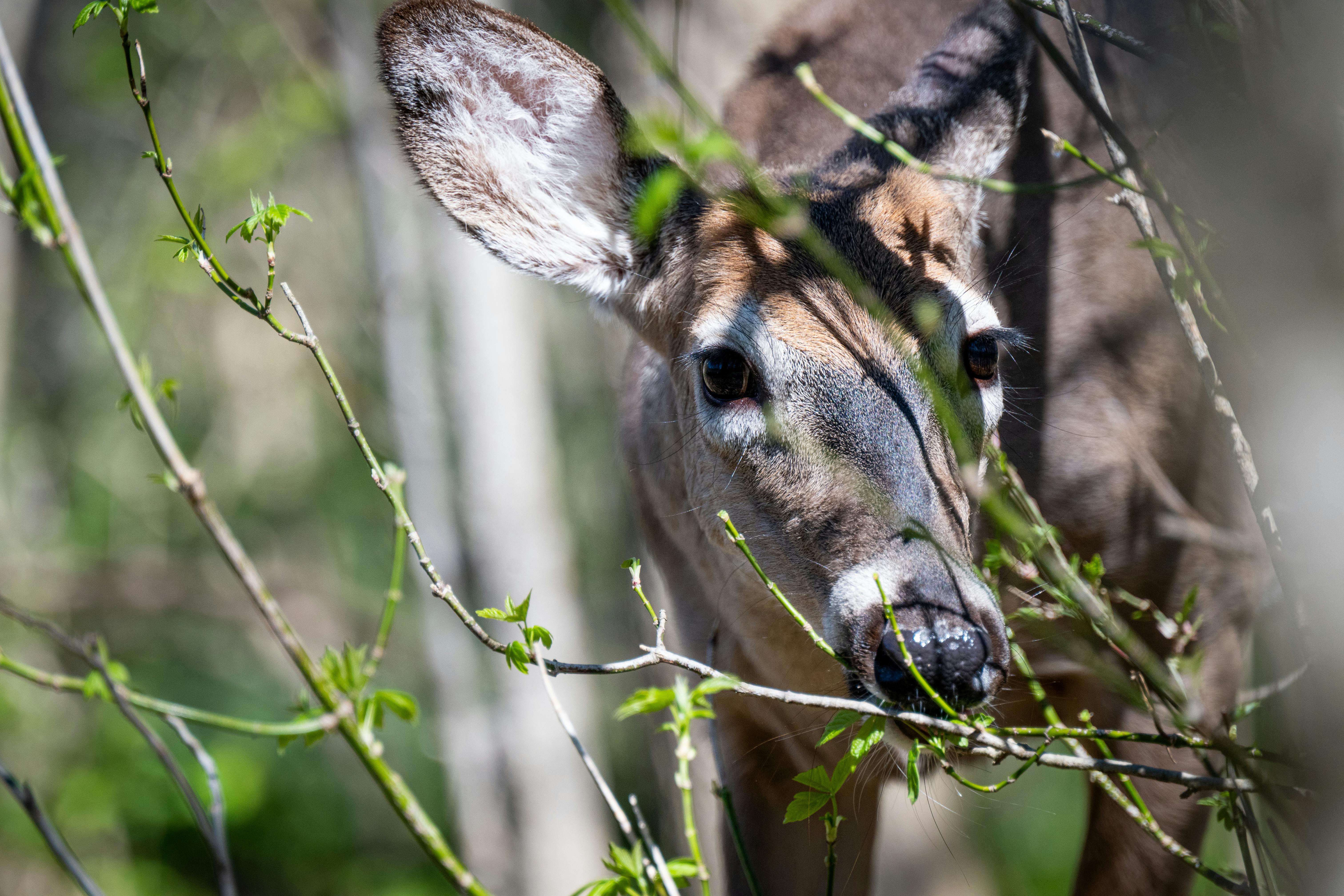 whitetail deer eating browse