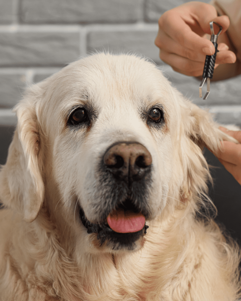 checking dogs ear hair for ticks 