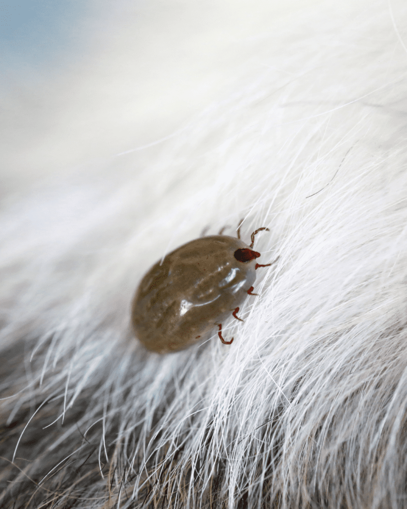 tick on dogs long fur 