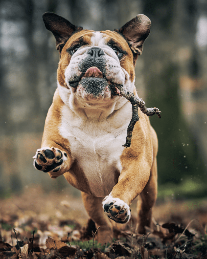 bulldog playing in the woods with a stick 