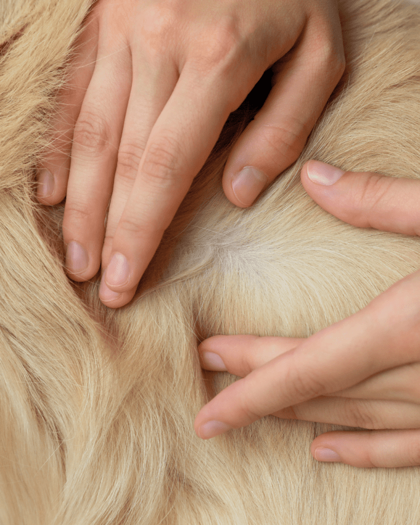 checking dogs fur for ticks 