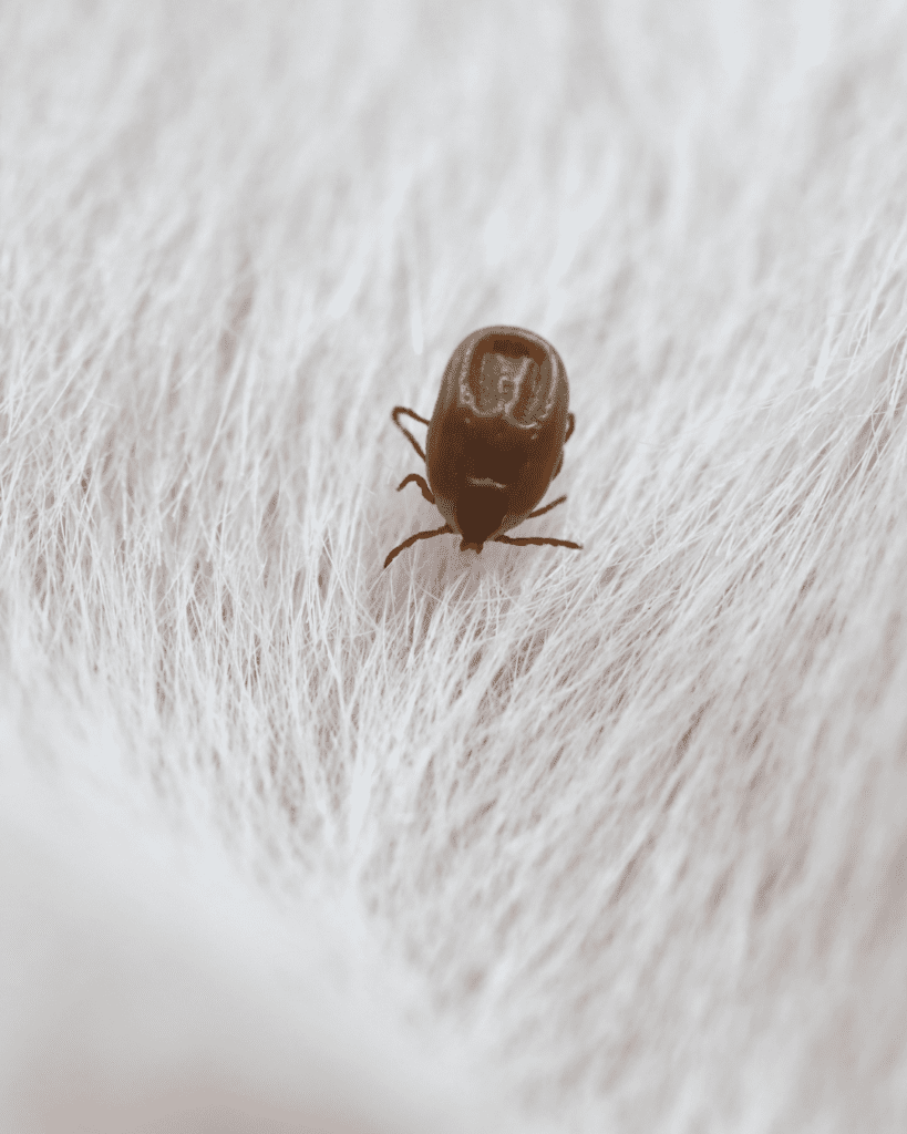 tick on a dogs white fur 