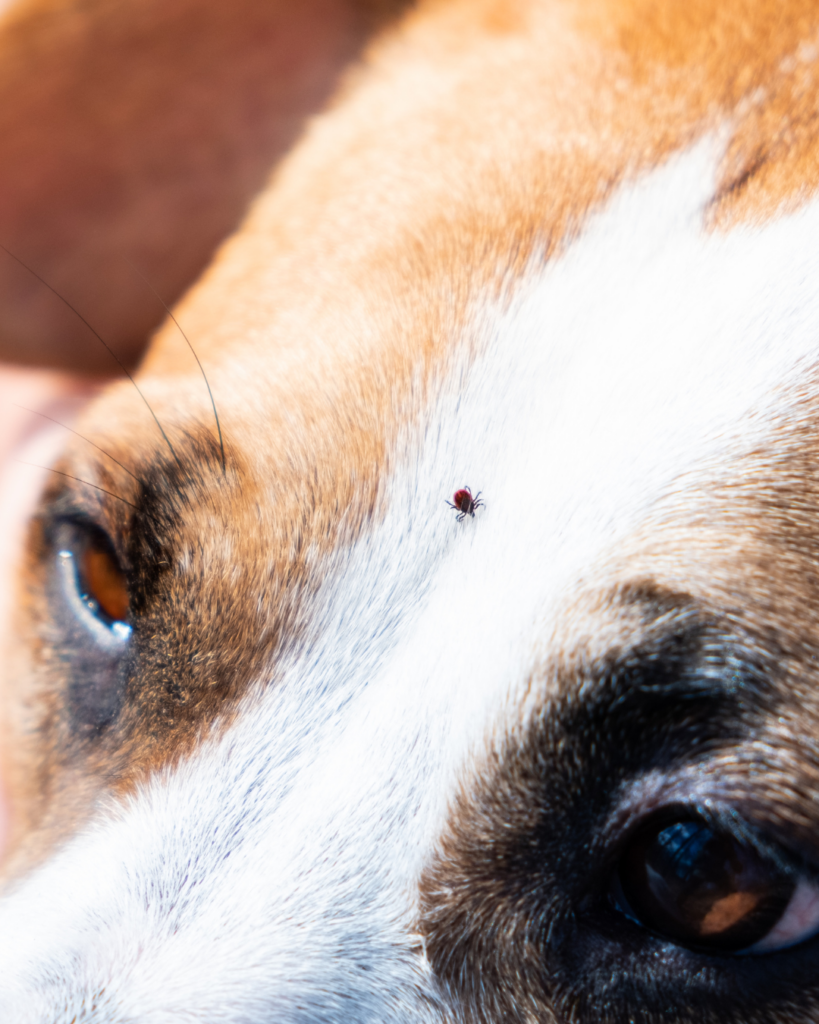 tick on dogs face, spotted in white fur 