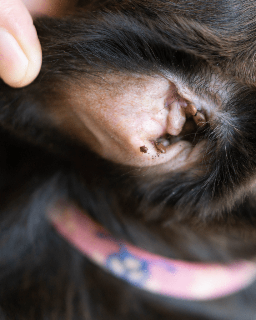 ticks on inside of dogs ear