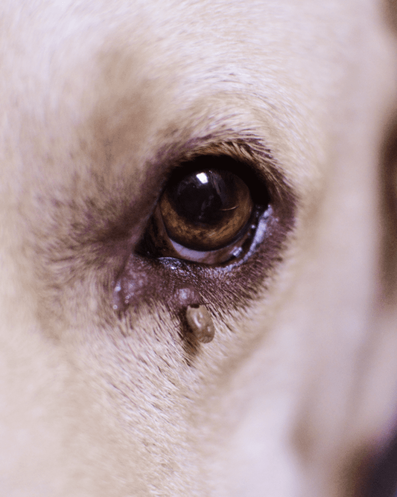 tick attached to outside of dogs eye 