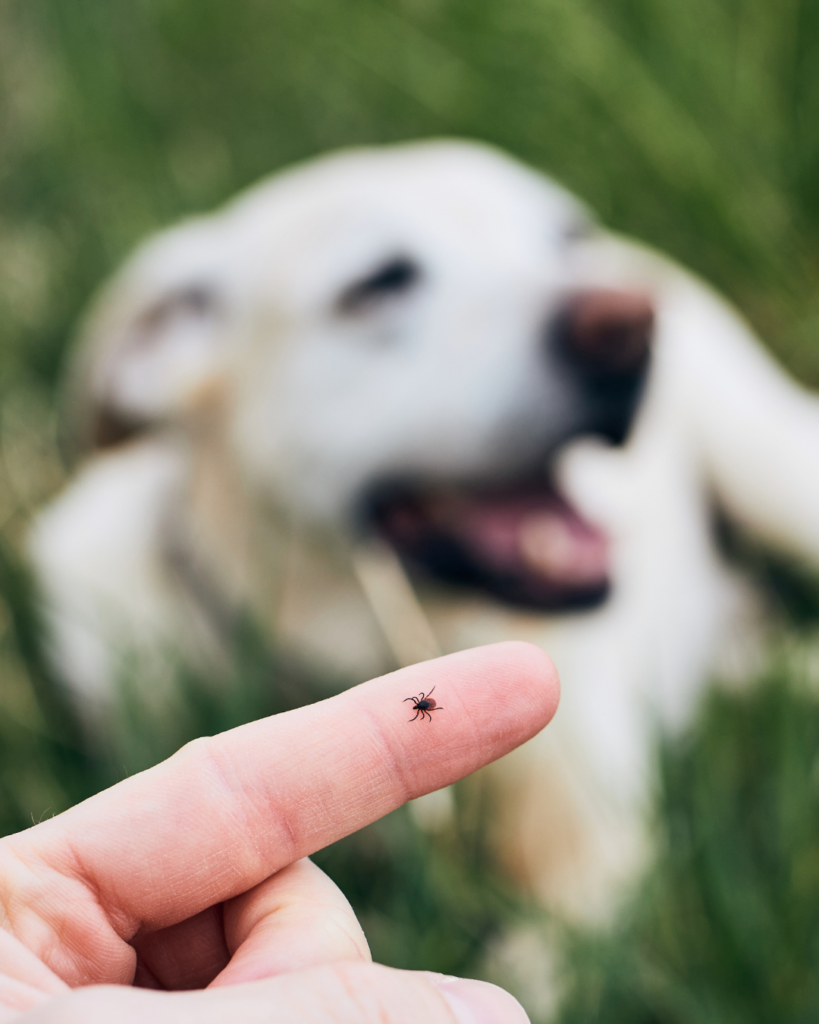 tick found on yellow lab dog in grass check your dog for ticks 