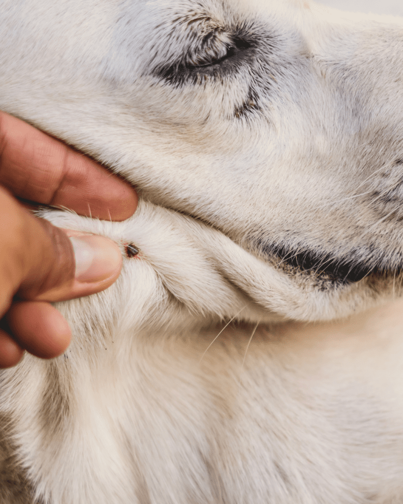 tick on dogs neck 
