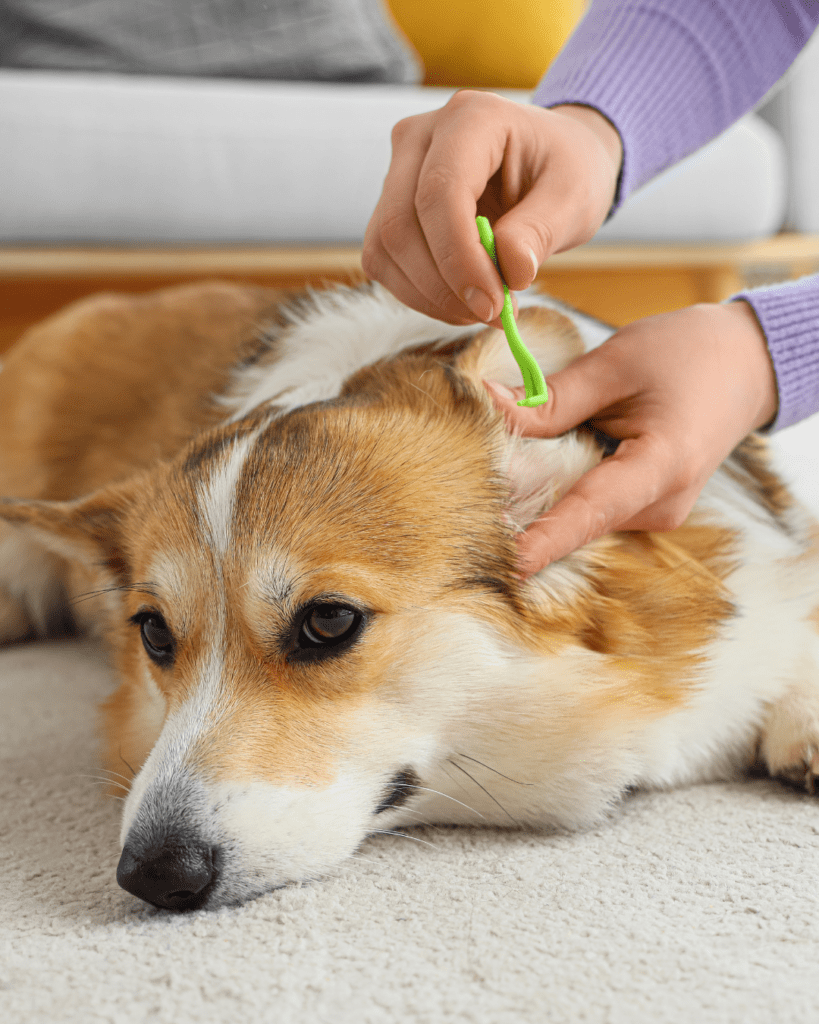 checking dog for ticks 