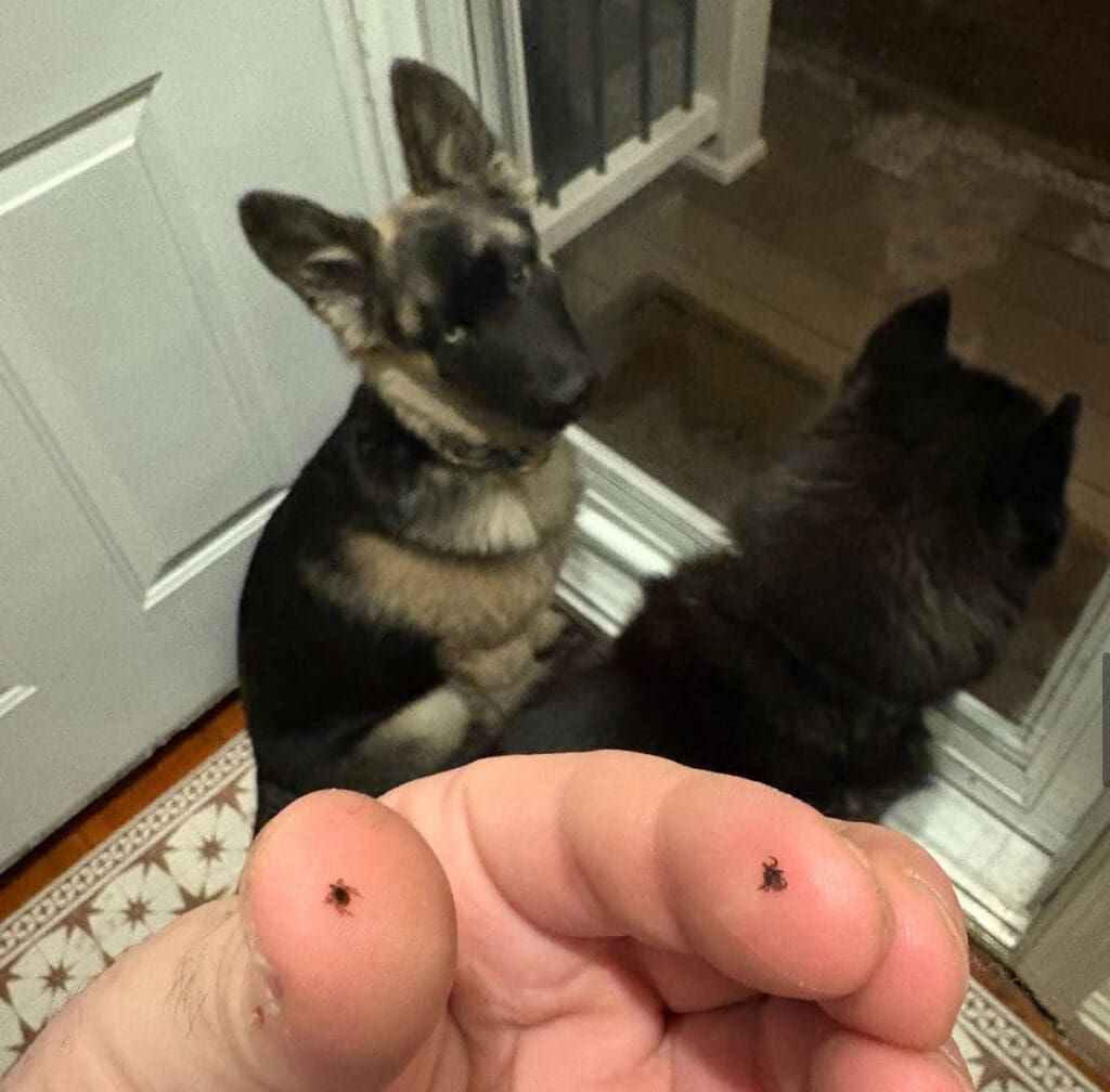 german shepard husky dog tick 