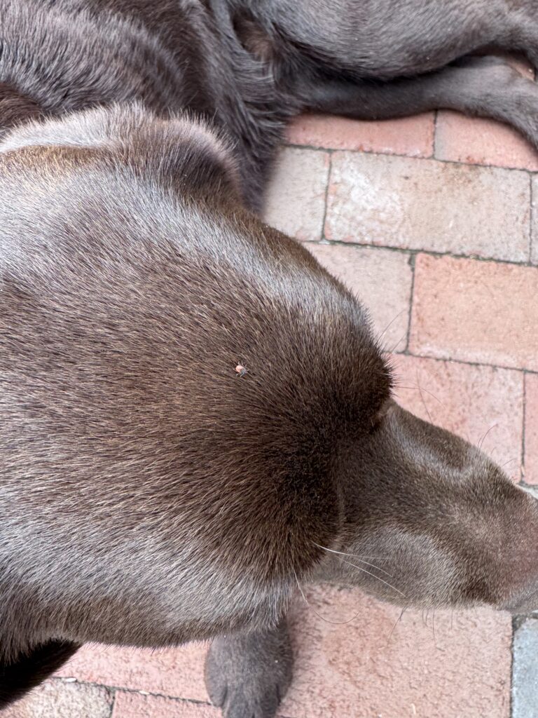 tick on chocolate labs head 