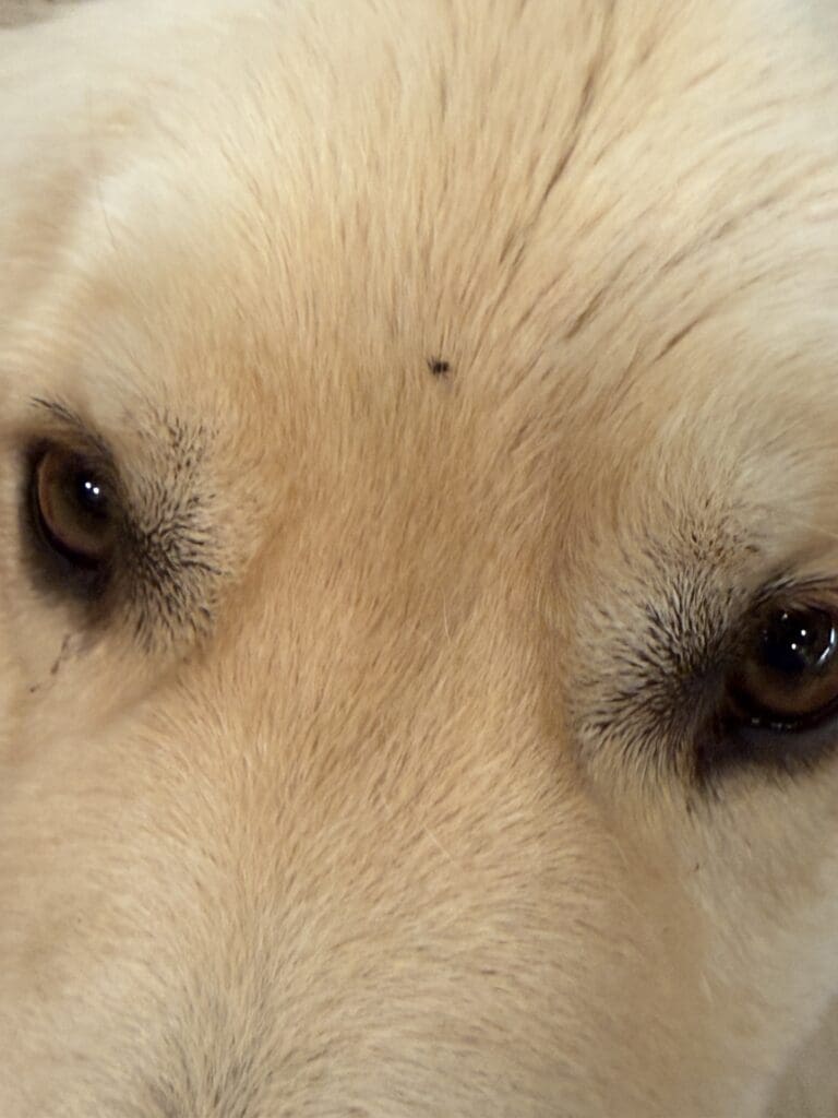 tick on golden retriever's head 