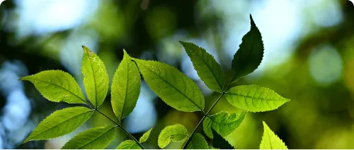 NATURALLY EFFECTIVE, PLANT-BASED INGREDIENTS