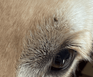 which dogs are hardest to check for ticks?