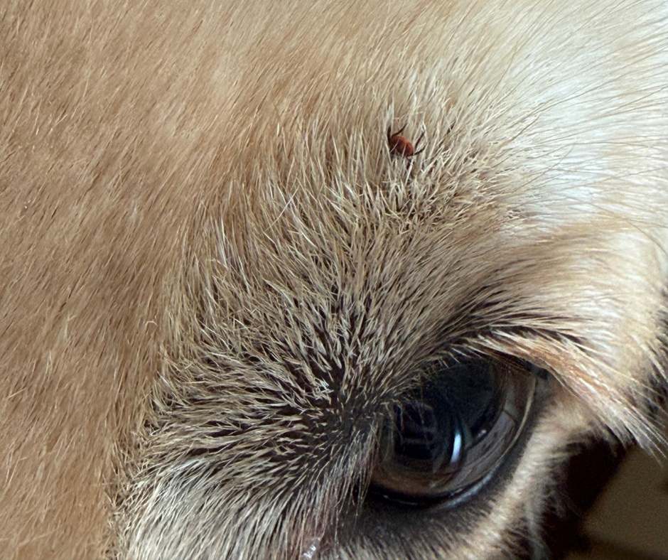 which dogs are hardest to check for ticks?