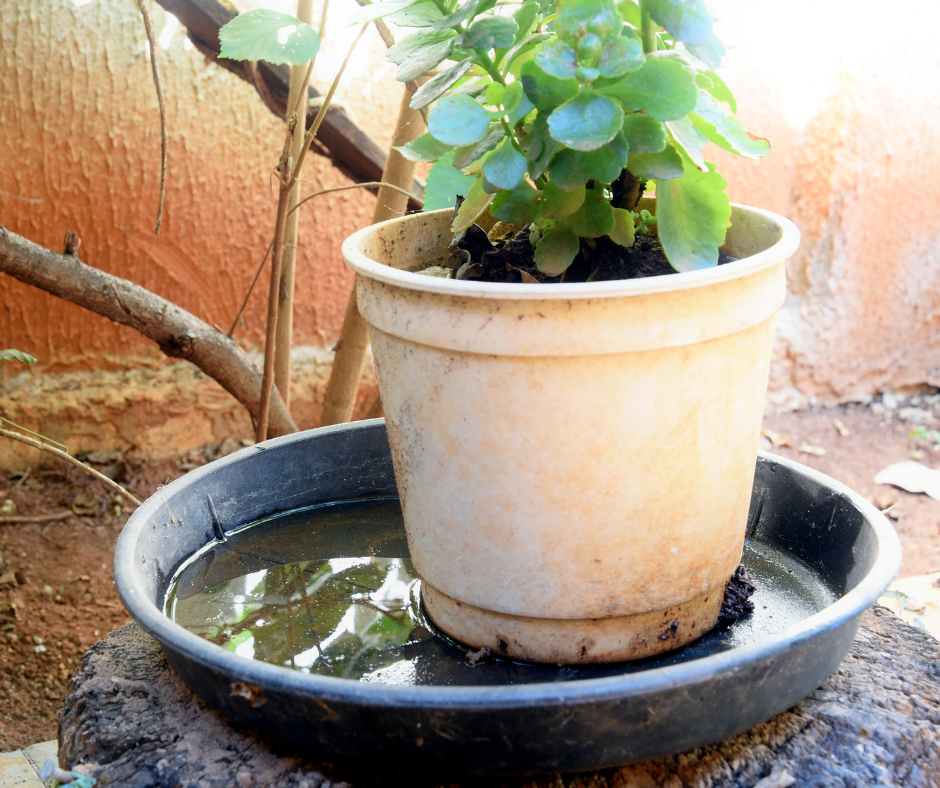 how to get rid of mosquito breeding grounds, dump water in plant saucers  