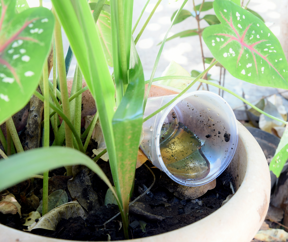 standing water in plant pot 