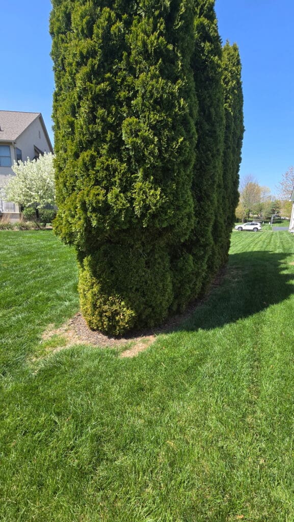 arborvitae eaten by deer