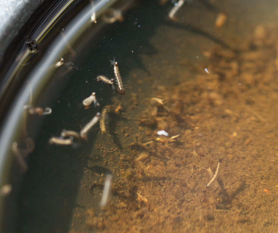 mosquito larvae in water 