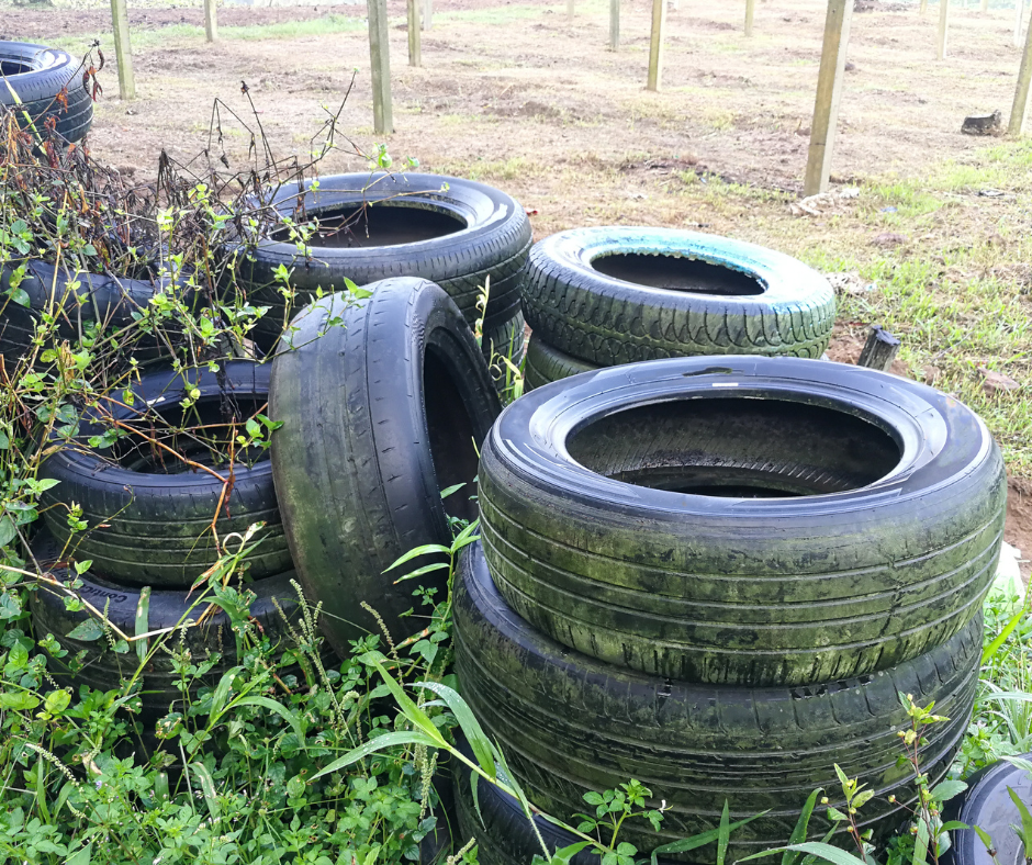 mosquito breeding habitat water collecting in tires 