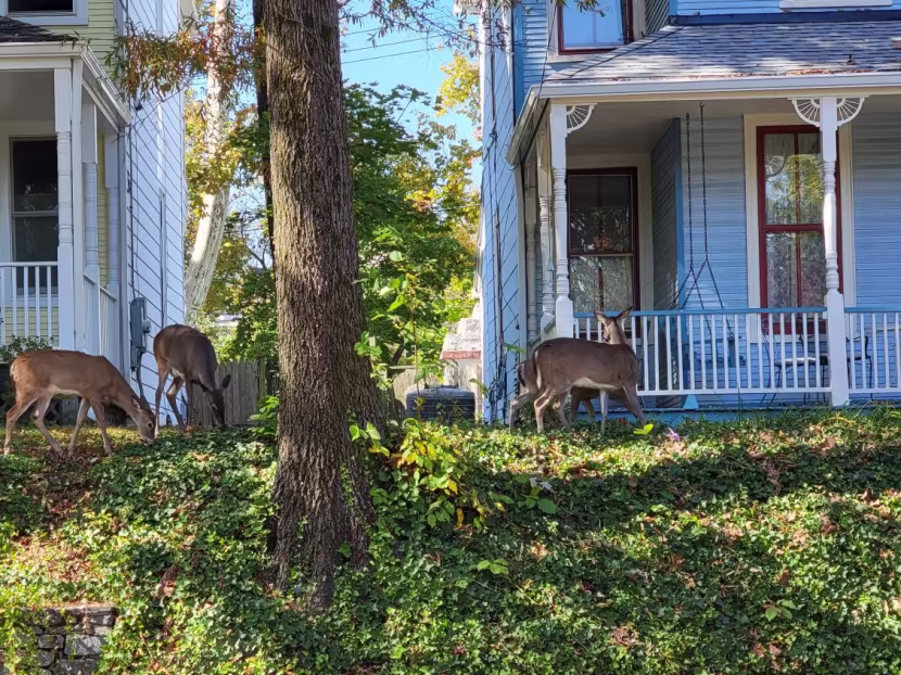 deer feeding in suburban neighborhood
