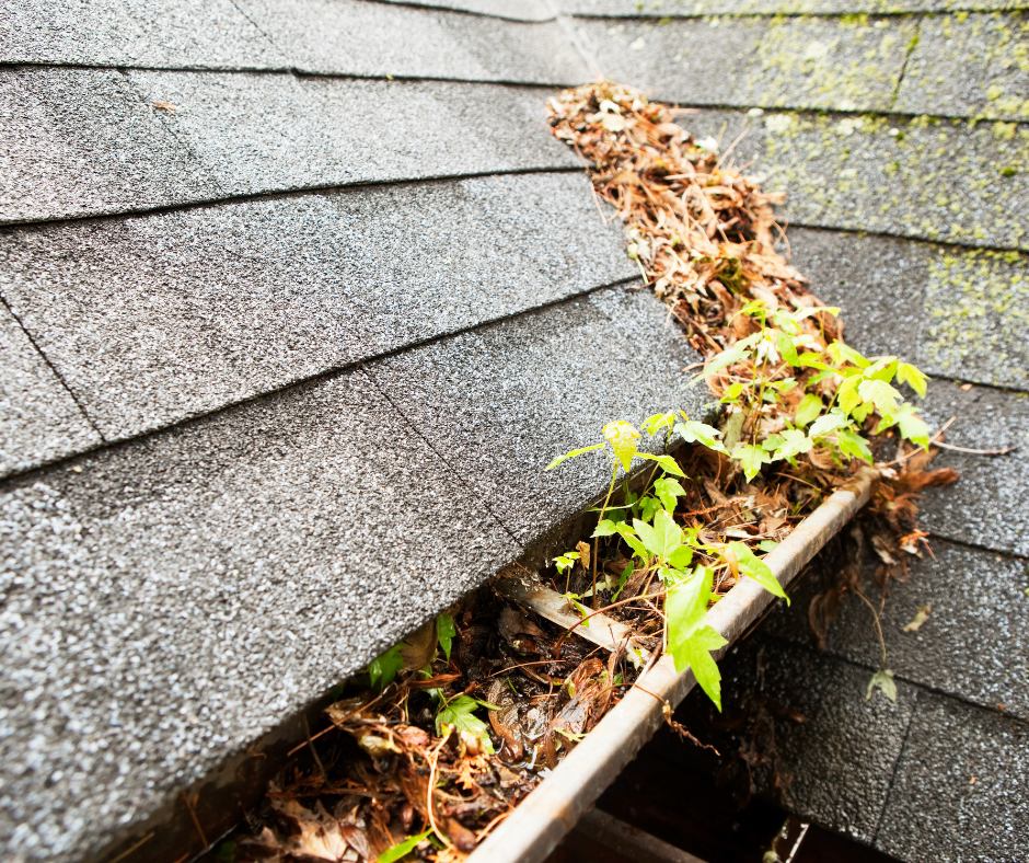 clogged gutter with plants growing in it 