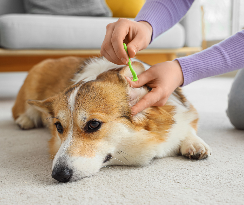 using hook tick removal tool on corgi dogs ear
